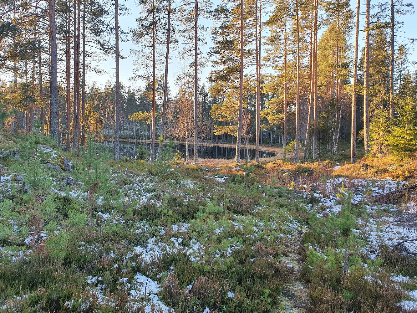 Spongtjønna ligger tett med stier imellom