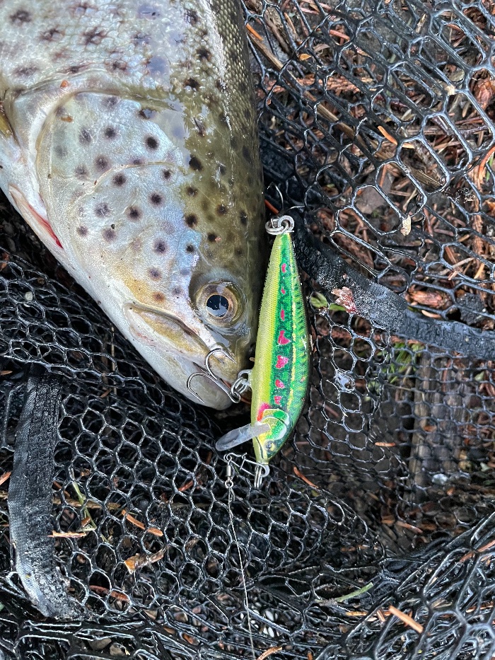 Østlandet. Ørret tatt på Rapala »MOF»