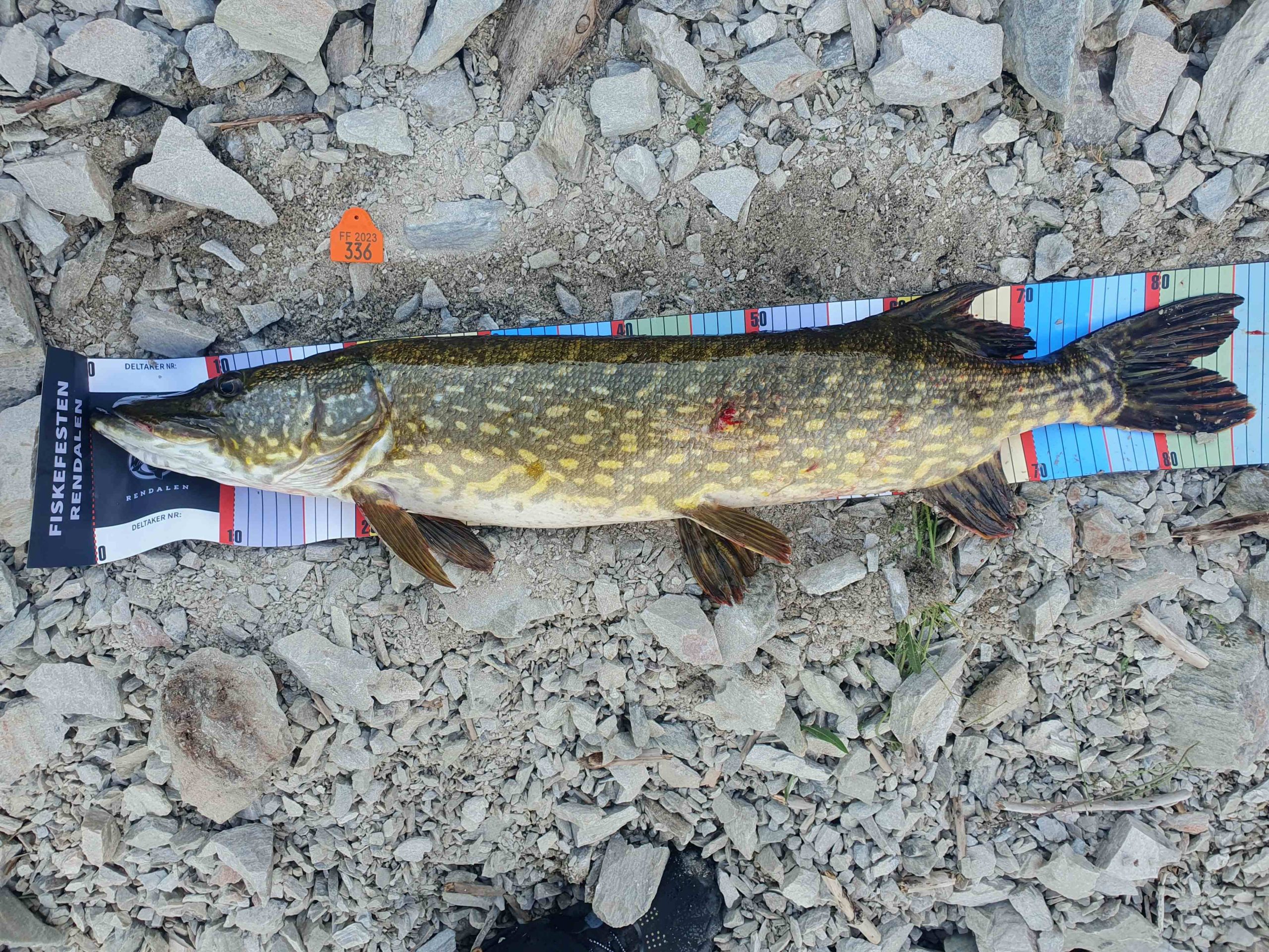 Gjedde tatt på fiskefesten. Lomnessjøen