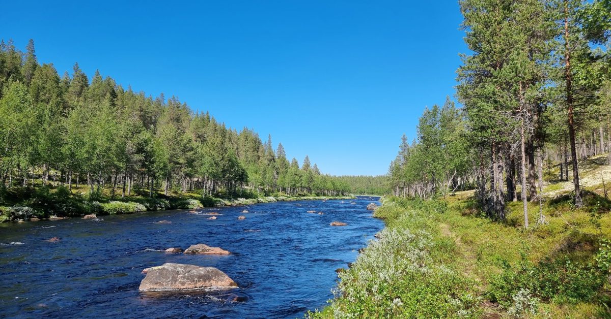 De beste wobblerne for stor-ørreten i Mistra! 