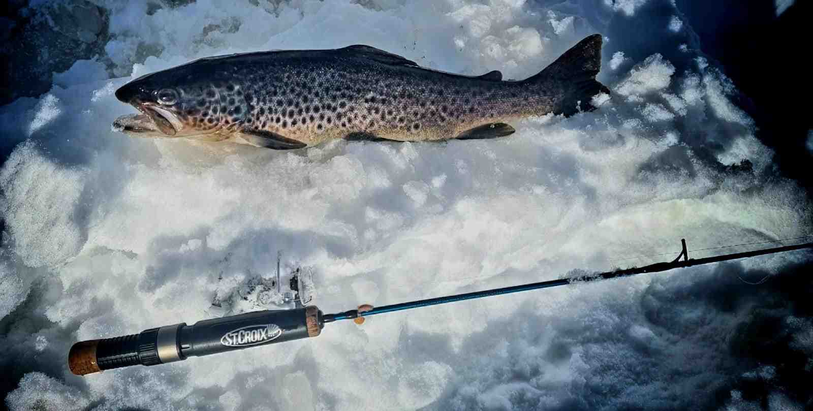 Flott ørret på 500g tatt på isfiske av Kent R Bråten