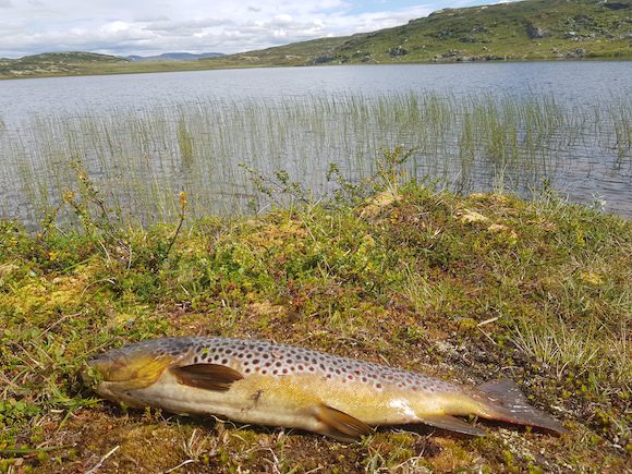 Sameiet Sommerset Grunneierlag