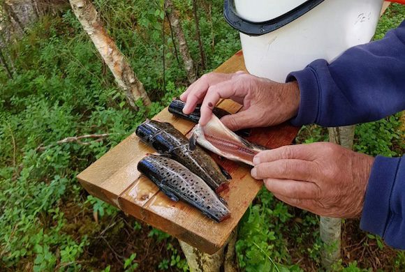 Bjugn fiskeadministrasjon