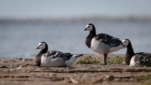 Bramgæs
