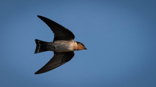 Stillehavssvale, Pacific swallow