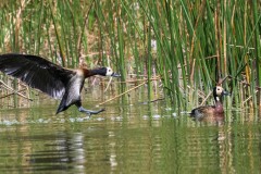 Nonnetræand /  White-Faced Whistling Duck