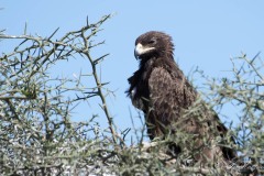 Afrikansk Rovørn /  African Tawny Eagle