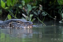 Båndvaran / Asian Water Monitor