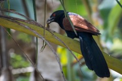 Brunrygget Sporegøg /  Greater coucal