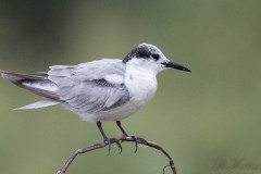 Hvidskægget Terne / Whiskered Tern