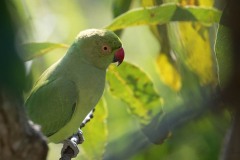 Alexanderparakit / Rose-ringed Parakeet