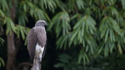 Flodørn / Grey-headed Fish Eagle