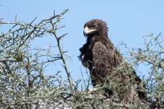 Afrikansk Rovørn /  African Tawny Eagle