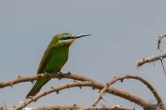 Grøn Biæder / Blue Cheeked Bee Eater