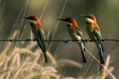 Rustbiæder / Chestnut-headed Bee-eater