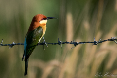Rustbiæder / Chestnut-headed Bee-eater
