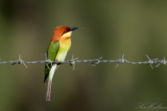 Rustbiæder / Chestnut-headed Bee-eater