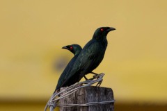 Træstær / Asian Glossy Starling