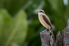 Brun tornskade / Brown Shrike