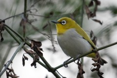 Guløjet brednæb / Black-and-yellow Broadbil