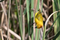 Tavetavæver / Golden Taveta Weaver