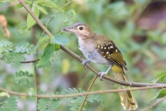 Østlig Nicator / Eastern Nicator