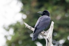 Stornæbbet Krage / Large-billed Crow