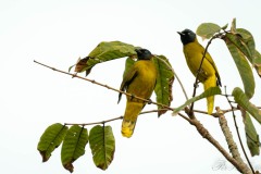 Sorthovedet Bulbul / Black-headed Bulbul