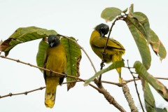 Sorthovedet Bulbul / Black-headed Bulbul