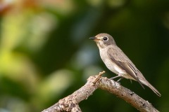 Sibirisk Fluesnapper / Dark-sided Flycatcher