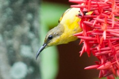 Olivenrygget Solfugl / Olive-backed Sunbird