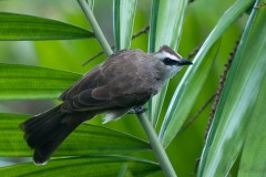 Hvidbrynet Bulbul / Yellow-vented Bulbul