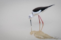 Stylteløber / Black winged Stilt