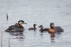 Gråstrubet lappedykker