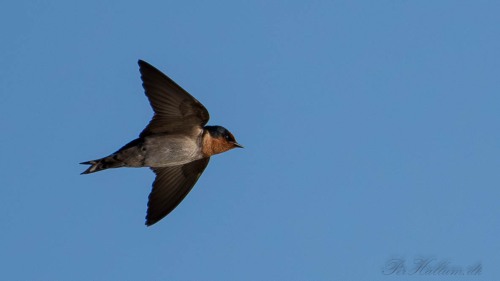 Stillehavssvale / Pacific swallow