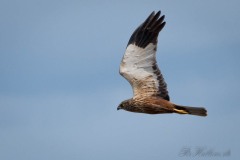 2015-05-17_NK8_3611-PSedit