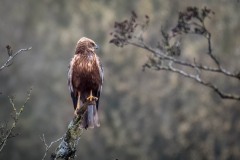 Rørhøg ♂