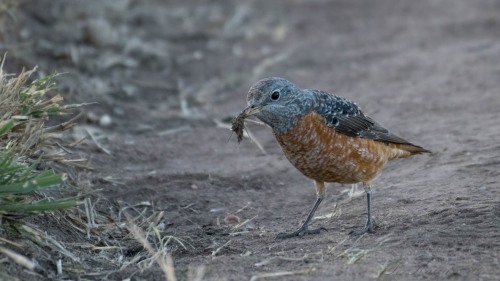 Stendrossel / Common Rockthrush
