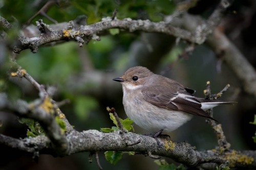Broget Fluesnapper ♀