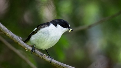 Broget Fluesnapper ♂