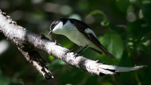 Broget Fluesnapper ♂