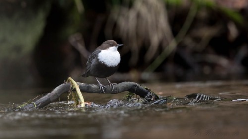 2020-02-06_NK5_1658-Edit