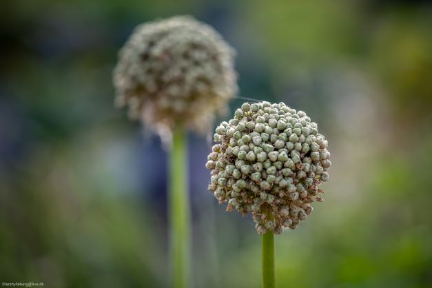 Løgblomst-Foto-LarsHylleberg