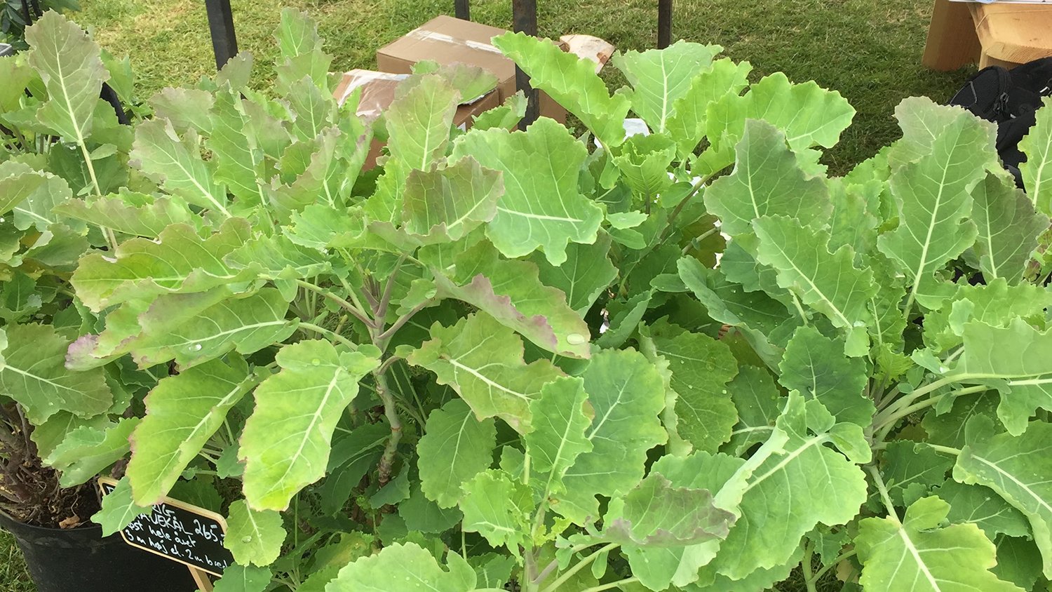 Flerårige grøntsager på Naturplanteskolen