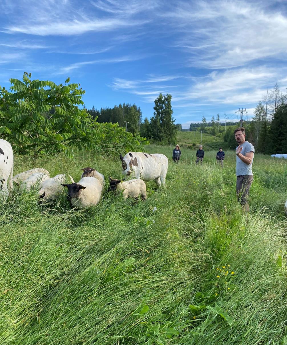 Græs, Ridgedale farm