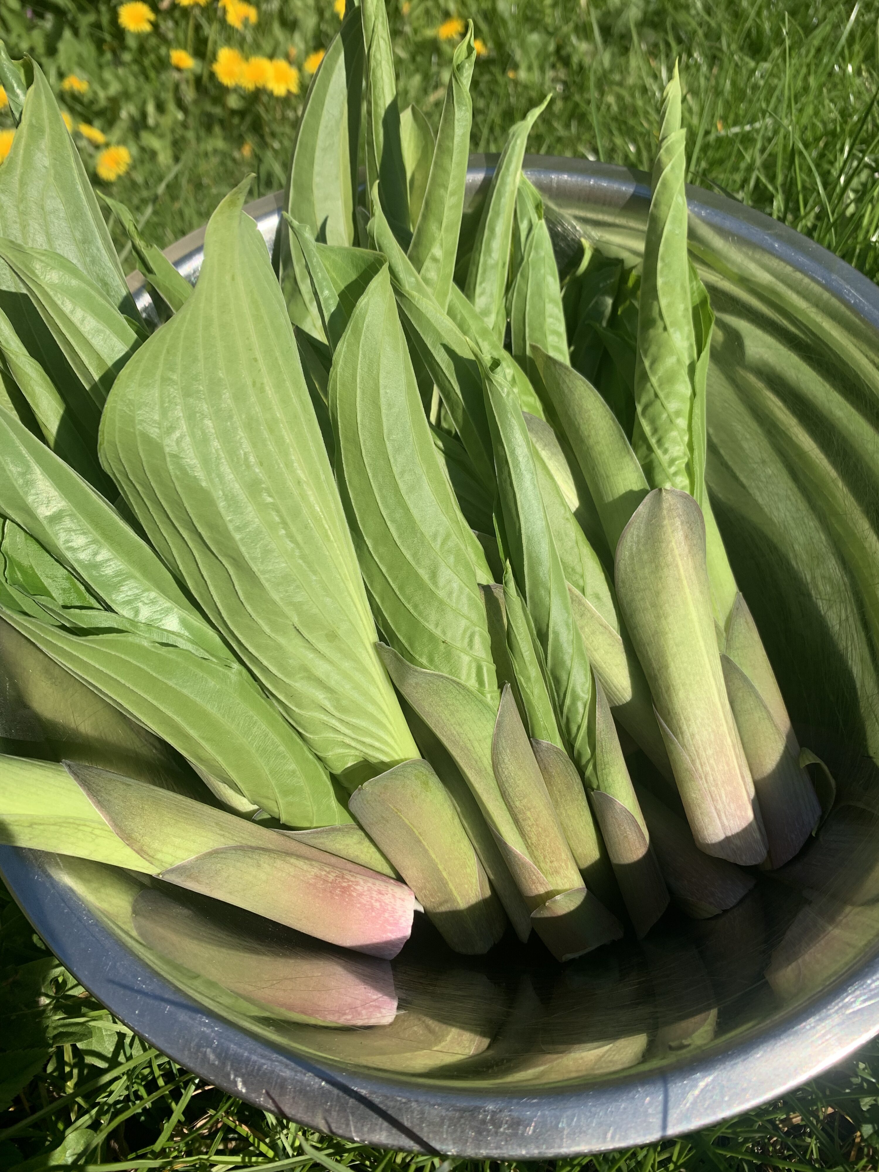 En permakultur Have - Haven ved Planteskolen Evigt liv