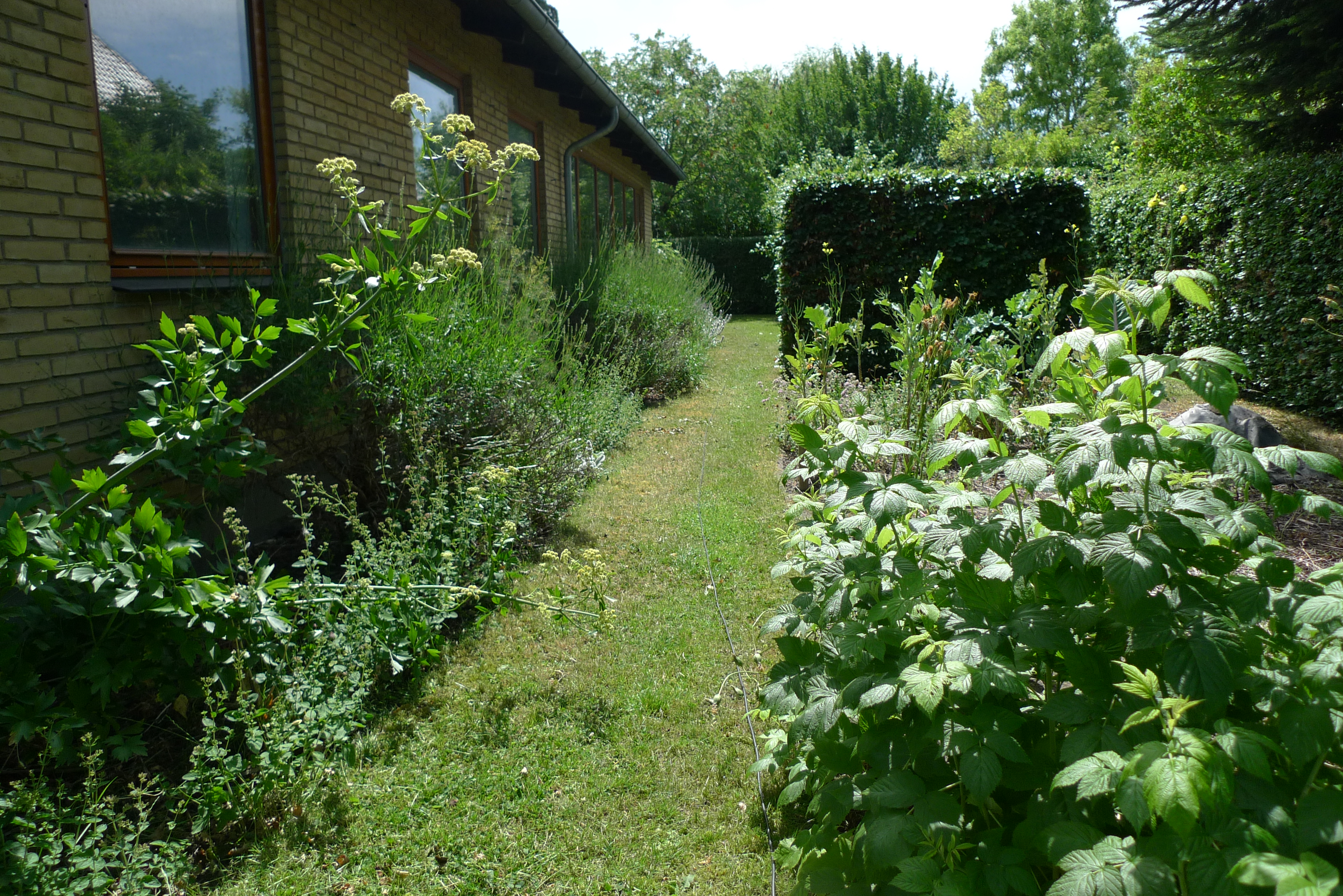 En Permakultur Have - Ligusteridealistens Have