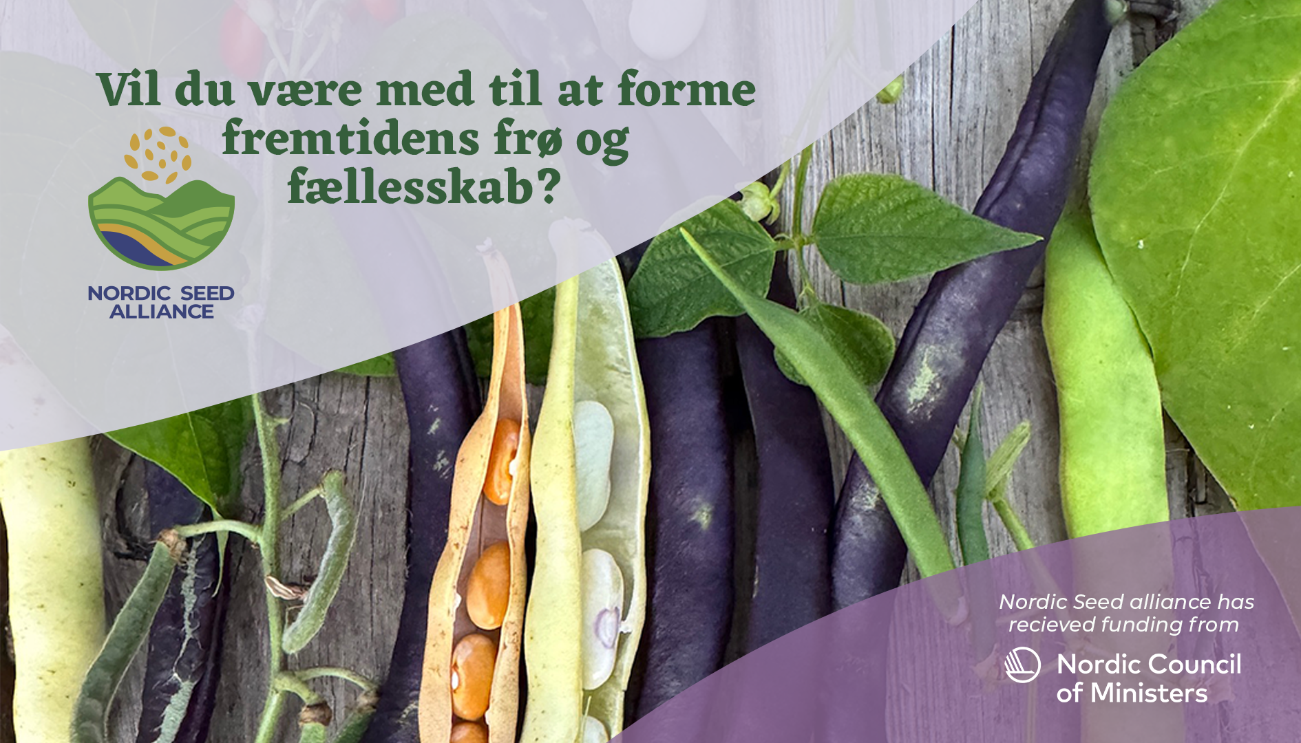 Illustration af bønner Nordic Seed Alliance