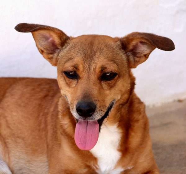 Amendoim-1