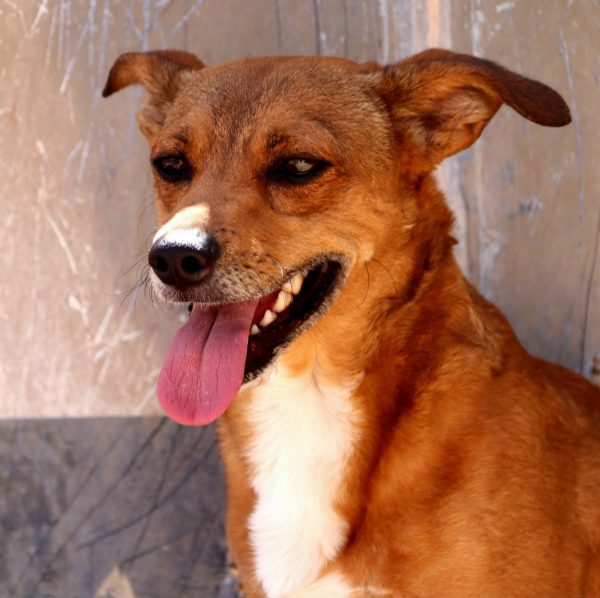 Amendoim